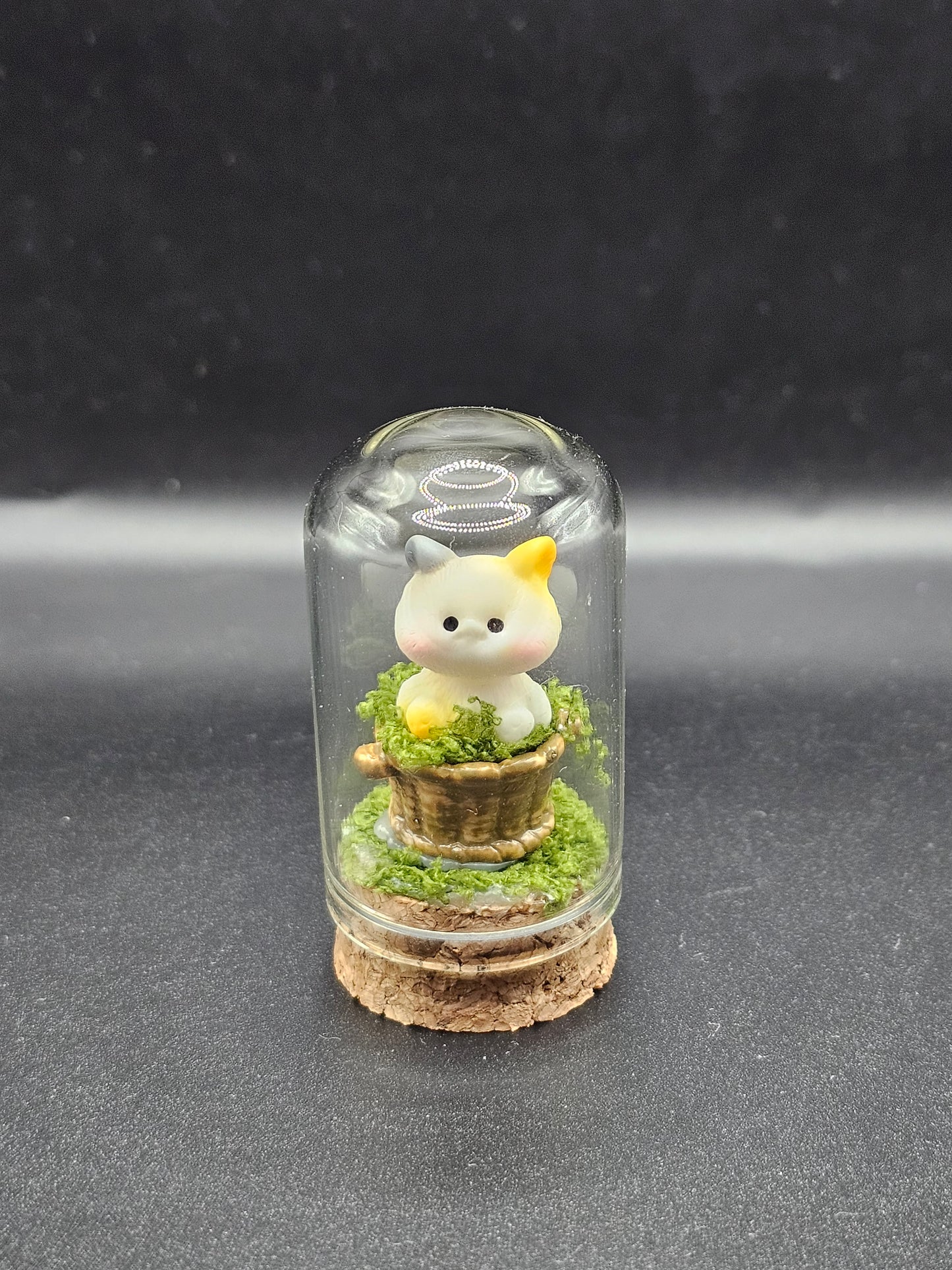 Kitty in a Jar